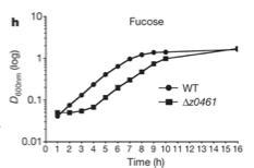 Z0462 and Z0463 is a fucose-sensing two-component system.